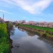 みらい お花見したー？？ 川越おかあさん