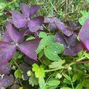 ヒメ日記 2025/12/04 18:00 投稿 梓咲(あずさ) PLUS十三店