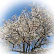 ヒメ日記 2026/04/09 20:59 投稿 梓咲(あずさ) PLUS十三店