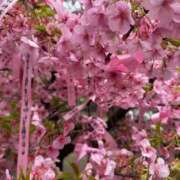 夢島かこ 結ばれますように…🌸 HYPER TOKYO