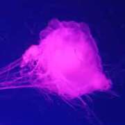 ヒメ日記 2025/10/10 08:12 投稿 小雪 極楽園