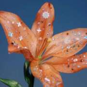 せな 17:50〜のお兄さん🩵 岐阜岐南各務原ちゃんこ