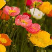 ヒメ日記 2025/08/24 21:38 投稿 ちり 山梨甲府甲斐ちゃんこ