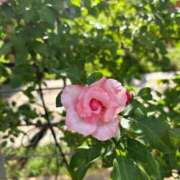 ヒメ日記 2025/08/24 23:01 投稿 ちり 山梨甲府甲斐ちゃんこ