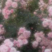 ヒメ日記 2025/10/13 10:21 投稿 心羽(みう) グランドオペラ横浜