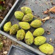 ヒメ日記 2025/08/22 11:57 投稿 羽生(はにゅう) 八王子人妻城