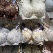 ヒメ日記 2025/08/28 20:00 投稿 羽生(はにゅう) 八王子人妻城