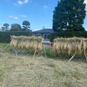 ヒメ日記 2025/09/26 10:03 投稿 羽生(はにゅう) 八王子人妻城