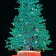 ヒメ日記 2025/12/24 21:41 投稿 みほ あかね治療院