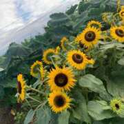 ヒメ日記 2025/08/23 09:00 投稿 なつ 人妻・若妻デリヘル レディプレイス