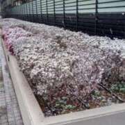 ヒメ日記 2026/02/10 17:33 投稿 しの 熟女総本店 堺東店