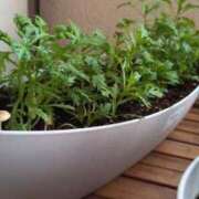 ヒメ日記 2025/08/25 15:01 投稿 つばさ ごほうびSPA池袋店