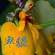 ヒメ日記 2025/10/07 08:29 投稿 かおる 完熟ばなな札幌・すすきの