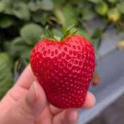 ヒメ日記 2026/04/21 21:13 投稿 もも 福盛