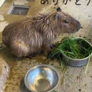 ヒメ日記 2025/11/10 14:02 投稿 目黒　あかり 30・40・50代☆人妻熟女コレクション