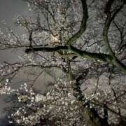 ヒメ日記 2026/04/03 02:06 投稿 まほ チュッパリップス川崎in武蔵小杉