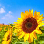 ヒメ日記 2025/08/19 11:50 投稿 らら 奥鉄オクテツ東京店（デリヘル市場）