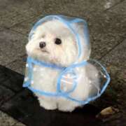 ヒメ日記 2025/09/30 22:02 投稿 らら 奥鉄オクテツ東京店（デリヘル市場）