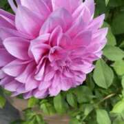 平野 陽子 おはようございます🌞 人妻セレブ宮殿