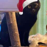 ヒメ日記 2025/12/10 13:33 投稿 平野 陽子 人妻セレブ宮殿