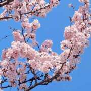 ヒメ日記 2026/02/19 16:01 投稿 平野 陽子 人妻セレブ宮殿