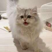 ヒメ日記 2025/11/24 17:06 投稿 つぼみ EXE（エグゼ）