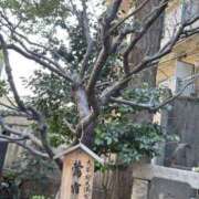 ヒメ日記 2026/03/18 15:43 投稿 まなか Queen Angel(クイーンエンジェル)