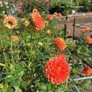 ヒメ日記 2025/11/01 17:45 投稿 しょうこ 奥様はエンジェル　八王子店