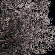 ヒメ日記 2026/04/06 01:03 投稿 新堂　りま #性欲解放区