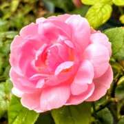 ヒメ日記 2025/10/21 09:16 投稿 小池涼子(こいけりょうこ) 五十路マダムエクスプレス厚木店(カサブランカグループ)