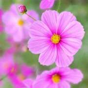 ヒメ日記 2025/11/02 08:06 投稿 小池涼子(こいけりょうこ) 五十路マダムエクスプレス厚木店(カサブランカグループ)