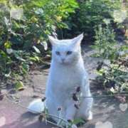 ヒメ日記 2025/11/10 07:40 投稿 小池涼子(こいけりょうこ) 五十路マダムエクスプレス厚木店(カサブランカグループ)