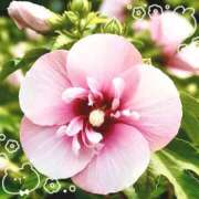 ヒメ日記 2025/11/11 07:14 投稿 小池涼子(こいけりょうこ) 五十路マダムエクスプレス厚木店(カサブランカグループ)