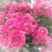 ヒメ日記 2025/11/12 07:50 投稿 小池涼子(こいけりょうこ) 五十路マダムエクスプレス厚木店(カサブランカグループ)