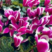 ヒメ日記 2025/11/18 08:02 投稿 小池涼子(こいけりょうこ) 五十路マダムエクスプレス厚木店(カサブランカグループ)