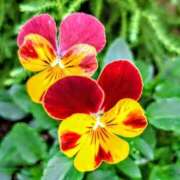 ヒメ日記 2025/11/22 07:32 投稿 小池涼子(こいけりょうこ) 五十路マダムエクスプレス厚木店(カサブランカグループ)