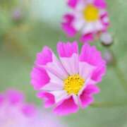 ヒメ日記 2025/11/23 09:46 投稿 小池涼子(こいけりょうこ) 五十路マダムエクスプレス厚木店(カサブランカグループ)