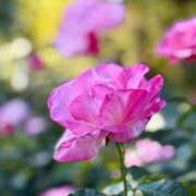 ヒメ日記 2025/11/30 13:40 投稿 小池涼子(こいけりょうこ) 五十路マダムエクスプレス厚木店(カサブランカグループ)