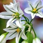 ヒメ日記 2025/12/04 08:50 投稿 小池涼子(こいけりょうこ) 五十路マダムエクスプレス厚木店(カサブランカグループ)