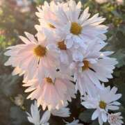 ヒメ日記 2025/12/09 07:20 投稿 小池涼子(こいけりょうこ) 五十路マダムエクスプレス厚木店(カサブランカグループ)