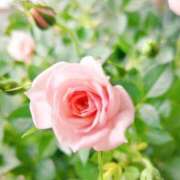 ヒメ日記 2025/12/10 07:06 投稿 小池涼子(こいけりょうこ) 五十路マダムエクスプレス厚木店(カサブランカグループ)