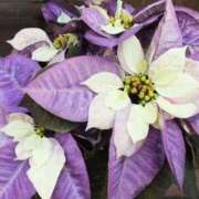 小池涼子(こいけりょうこ) グッモーニン 五十路マダムエクスプレス厚木店(カサブランカグループ)