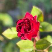 小池涼子(こいけりょうこ) こんばんは☆ 五十路マダムエクスプレス厚木店(カサブランカグループ)