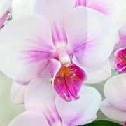 ヒメ日記 2025/12/15 07:16 投稿 小池涼子(こいけりょうこ) 五十路マダムエクスプレス厚木店(カサブランカグループ)