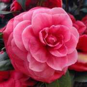 ヒメ日記 2026/01/08 07:24 投稿 小池涼子(こいけりょうこ) 五十路マダムエクスプレス厚木店(カサブランカグループ)