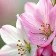 ヒメ日記 2026/01/12 09:34 投稿 小池涼子(こいけりょうこ) 五十路マダムエクスプレス厚木店(カサブランカグループ)