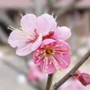 ヒメ日記 2026/01/28 17:58 投稿 小池涼子(こいけりょうこ) 五十路マダムエクスプレス厚木店(カサブランカグループ)