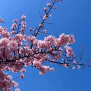 ヒメ日記 2026/03/12 09:10 投稿 小池涼子(こいけりょうこ) 五十路マダムエクスプレス厚木店(カサブランカグループ)