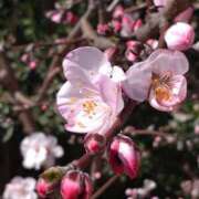 ヒメ日記 2026/03/18 07:26 投稿 小池涼子(こいけりょうこ) 五十路マダムエクスプレス厚木店(カサブランカグループ)