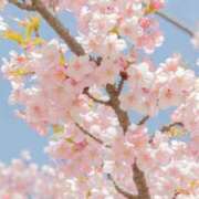 ヒメ日記 2026/03/30 08:24 投稿 小池涼子(こいけりょうこ) 五十路マダムエクスプレス厚木店(カサブランカグループ)